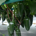 HP10 Qiangguo very hot,F1 hybrid hot pepper/chilli seeds in vegetable seeds